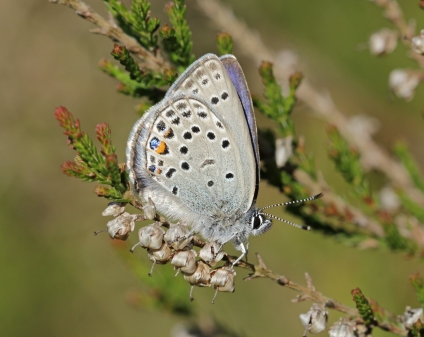 Der Hochmoor-Bläuling ist eine seltene Schmetterlingsart, die auch in den Schutzgebieten der Ökologischen NABU-Station vorkommt. Bild: Carsten Heinecke. 