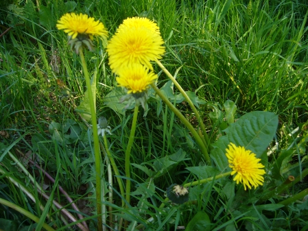 Versuchen Sie doch mal Löwenzahn-Blütengelee!