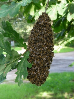 Bienenschwarm am.....