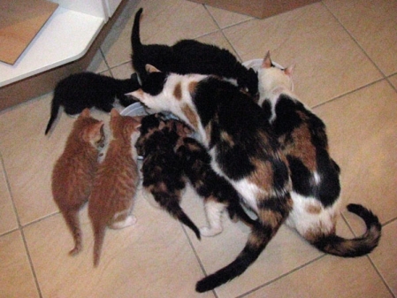 Das sind die 9 ausgesetzten Katzen.