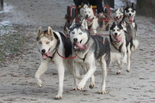 Schlittenhunde im Wettkampf. Bild von Silke Lorenz