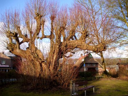 Die 800 Jahre alte Linde in Zwischenahn. BILD: Schmidt