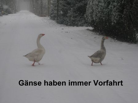 Vorfahrt für die Turtelgänse. BILD: Helga Roßkamp