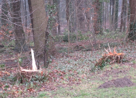 Fachmännisch abgeholzt oder nur gefährlich?
