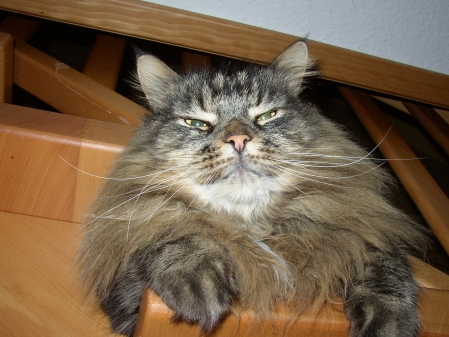 Die Katze - das unbekannte Wesen