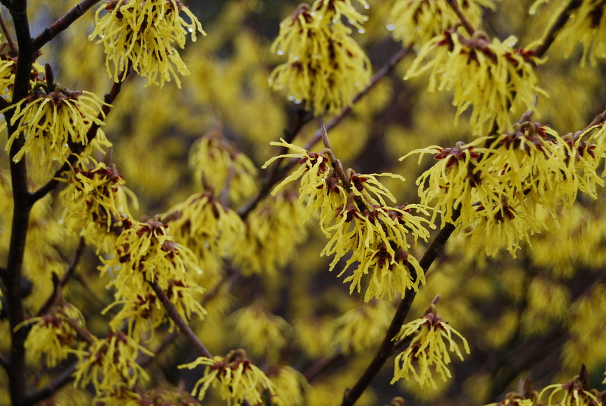 Winterblüte im Park der Gärten Mein Bad Zwischenahn