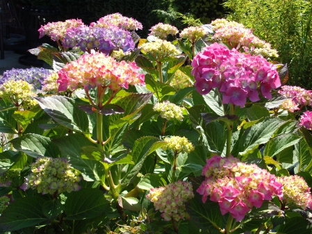 bunte Hotensie