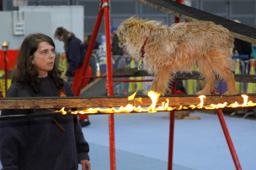 Ein Hund geht für sein Frauchen durchs Feuer. BILD: Rainer Stolle