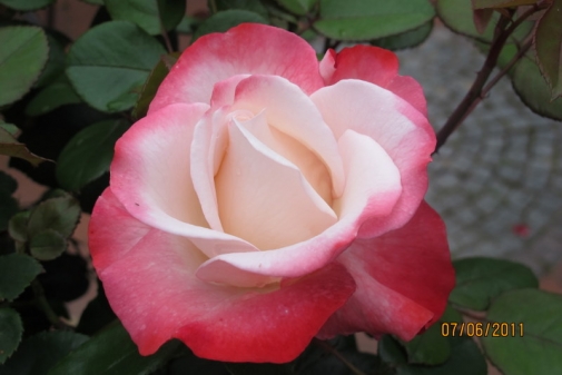 O du schöner Rosengarten