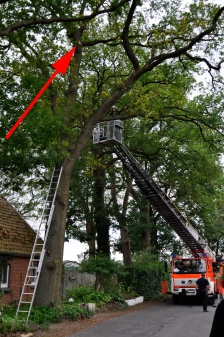 Feuerwehr rettet Katze aus Baum!