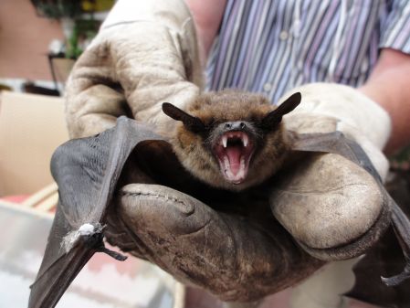 Fledermaus nach der Rettung