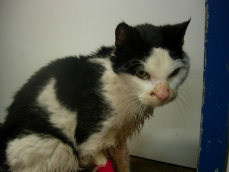 zugelaufene kranke Katze