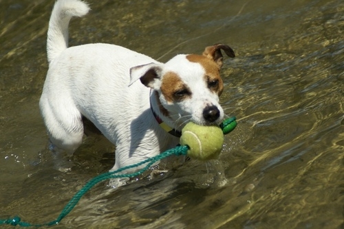 Hund und Ball im Nass. (Bild: Silke Lorenz)