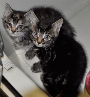 Diese ca. 5 Wochen jungen Katzen wurden am 06.08. im Ipweger Moor gefunden!