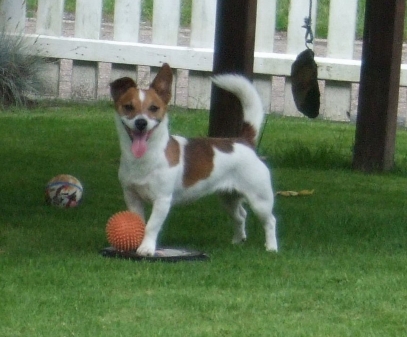 Jacky mit Spielutensilien
