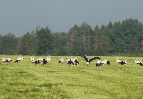 Weißstörche machen Futterpause in Jeddeloh II