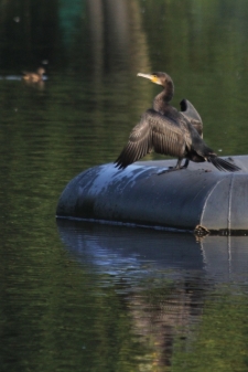 Kormoran