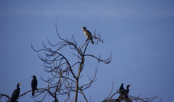 Der Kormoran