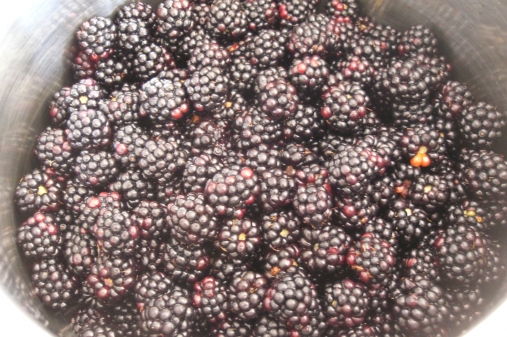 Brombeeren vom Felde