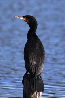 Kormoran-Management untergräbt den bestehenden Schutz der Vögel