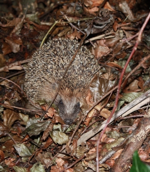 Igel sammelt Laub für das Winterquartier