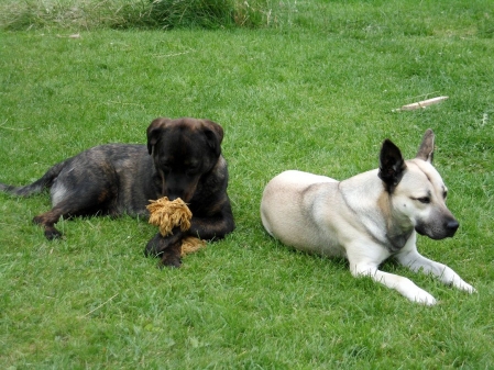 Elva und Wolf