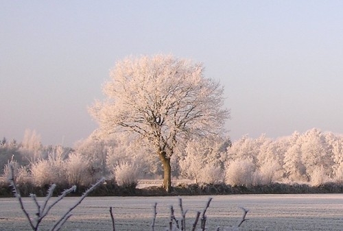 Ein Baum und so viele Erscheinungsformen... (Bild. Heinz Friedrichs)