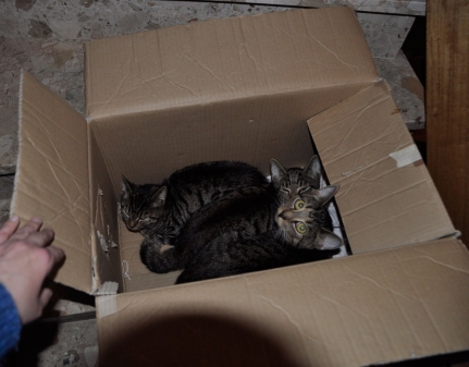 So fanden wir die Katzen - ausgesetzt in diesem Karton!