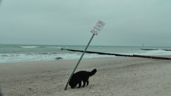 Aufräumarbeiten an der Ostsee in Kühlungsborn