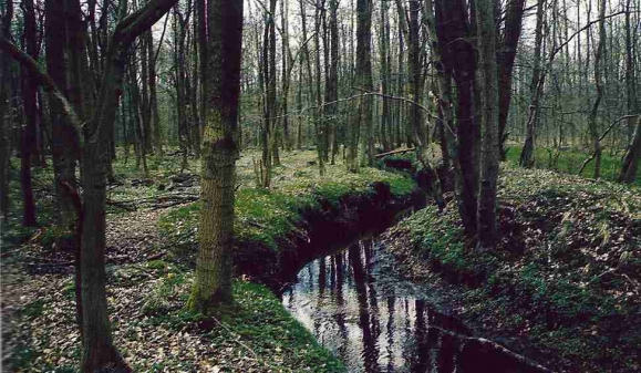 Mansholter Büsche