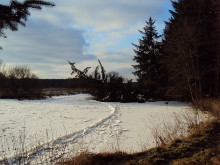 Fichte in Schnee und Eis