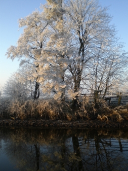 Erlengruppe im Winter