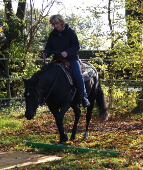 Ammeländer Westernreiter