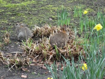 Der Osterhase. Es gibt ihn doch - oder nicht?.