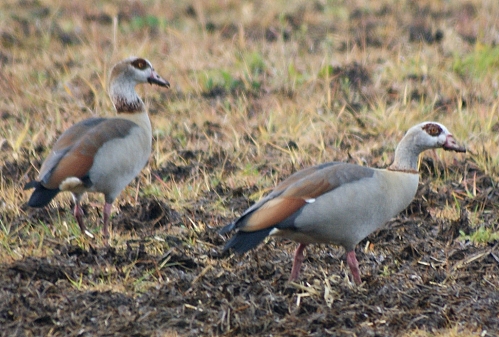Nilgänse
