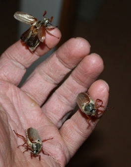 Versuchen Sie einmal mehr als drei Maikäfer in einer Hand zu halten, während Sie mit der anderen fotografieren