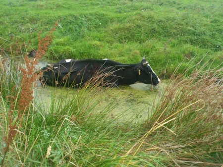 Kuh im Wassergraben