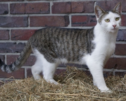 Auch sie brauchen unsere Hilfe! Wo können scheue Katzen ein Zuhause finden?