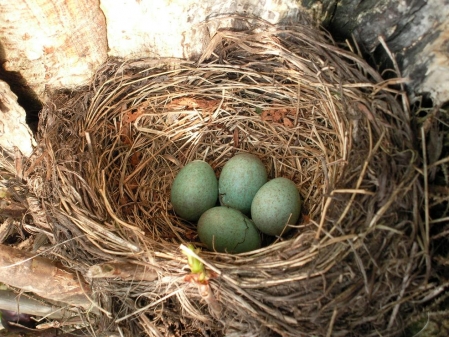 am 24.04.10 liegen vier Eier im Nest 