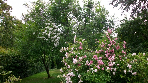 Alles blüht,auch Rosen im Obstbaum