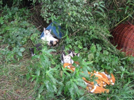 Im strömenden Regen saßen die Katzen im Gras.