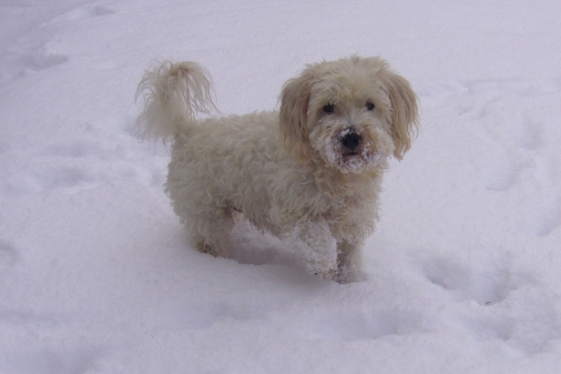 Willi der Schneehund