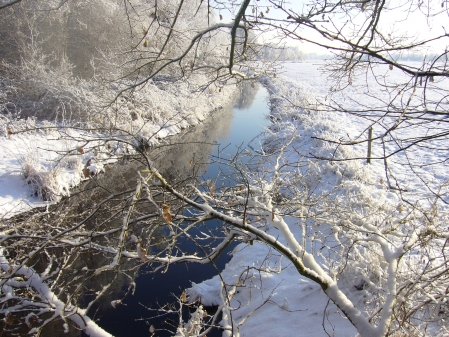 Vehne im Schnee