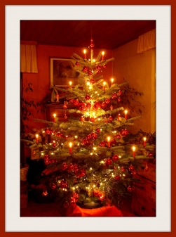 Unser Weihnachtsbaum 2010.