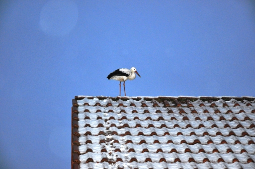 Weißstorch zu Besuch