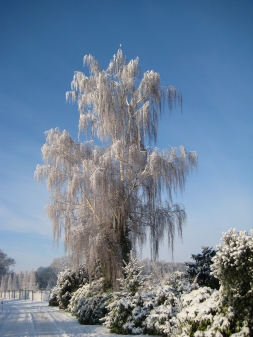 Eisbäume