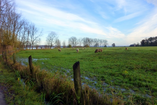 Wildrinder bei Eyhausen