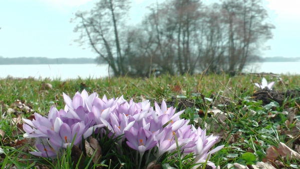 Blick durch Krokusse aufs Zwischenahner Meer