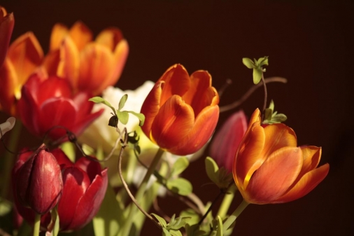 Tulpen , ein Blumenstrauß 