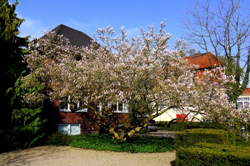 Tulpenbaum 